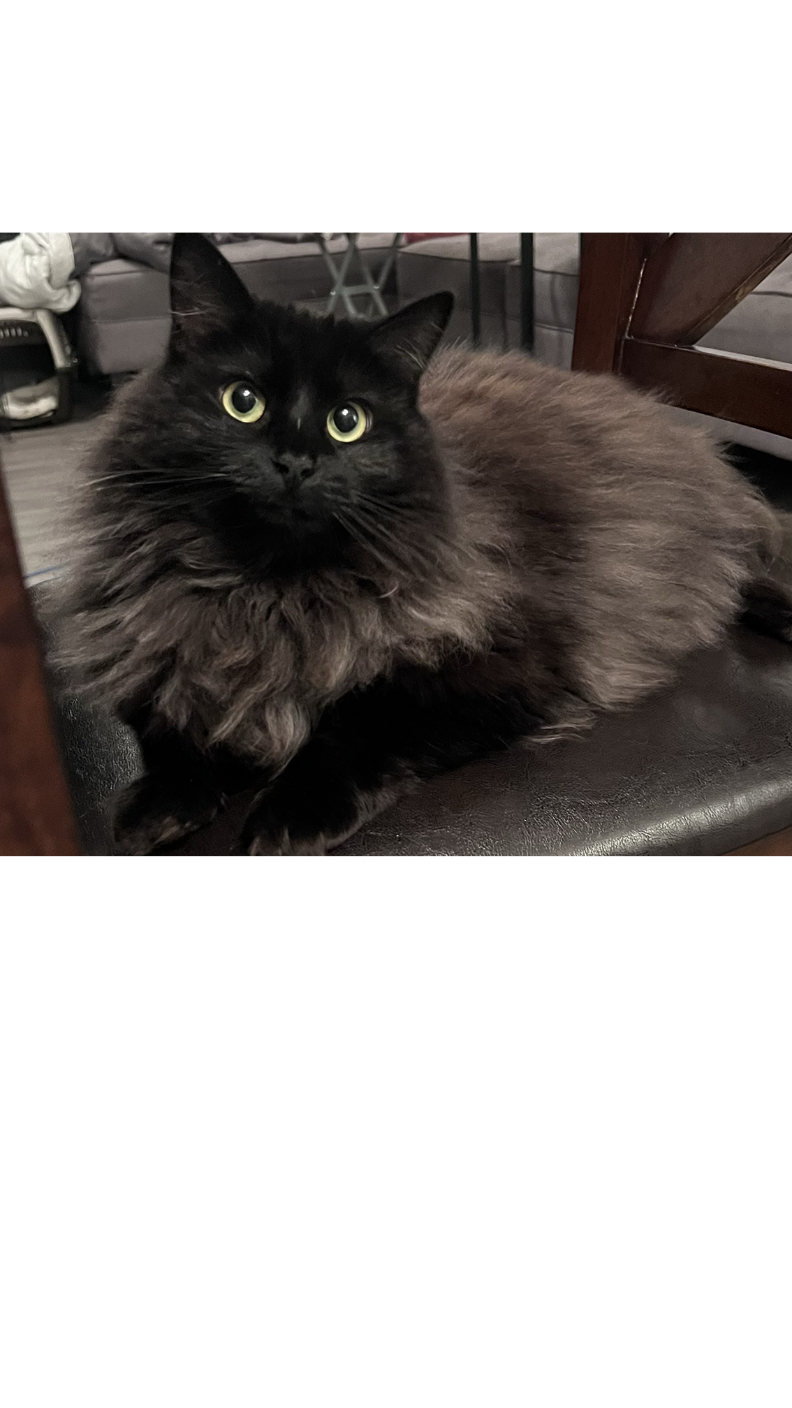 Image of Yomi, my cat