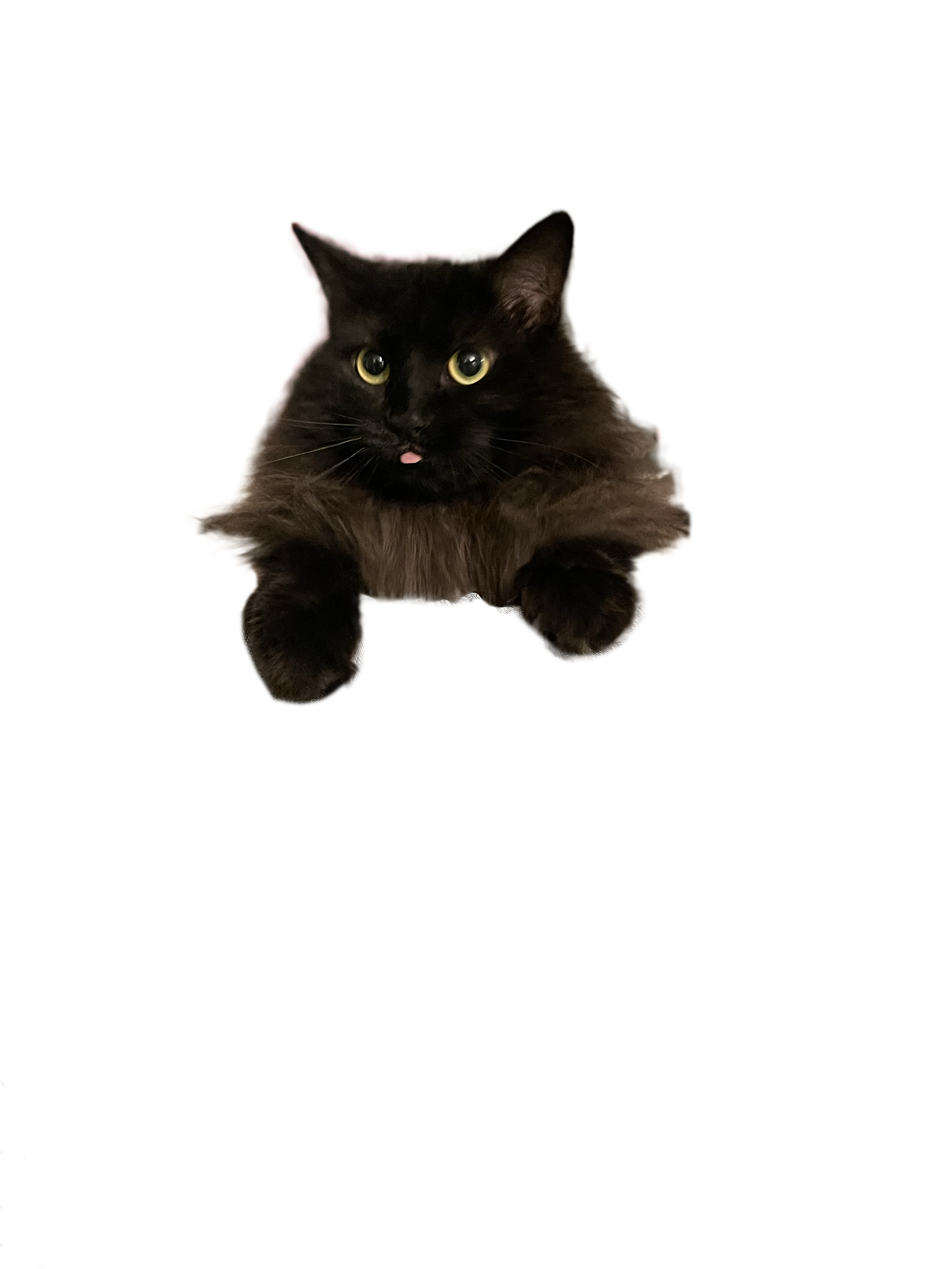 Large Cat Outline with a Hat and Collar